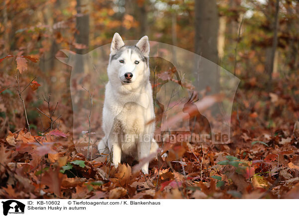 Siberian Husky in autumn / KB-10602