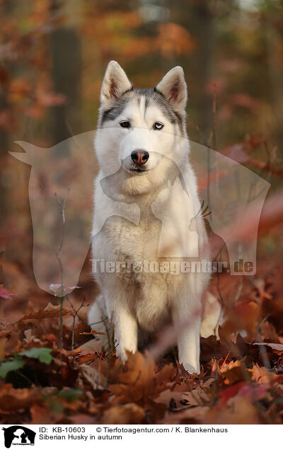 Siberian Husky in autumn / KB-10603