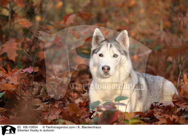 Siberian Husky im Herbst / Siberian Husky in autumn / KB-10604