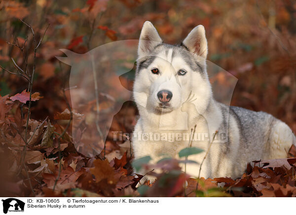 Siberian Husky in autumn / KB-10605