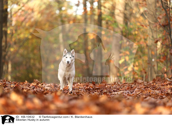 Siberian Husky in autumn / KB-10632