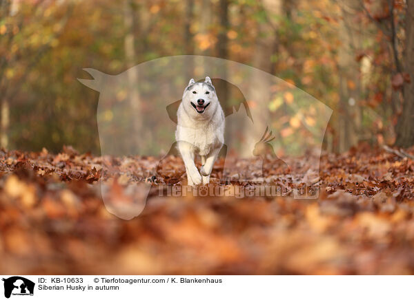 Siberian Husky in autumn / KB-10633