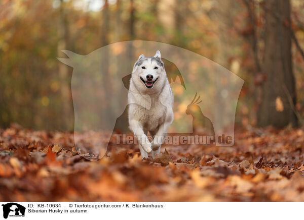 Siberian Husky in autumn / KB-10634