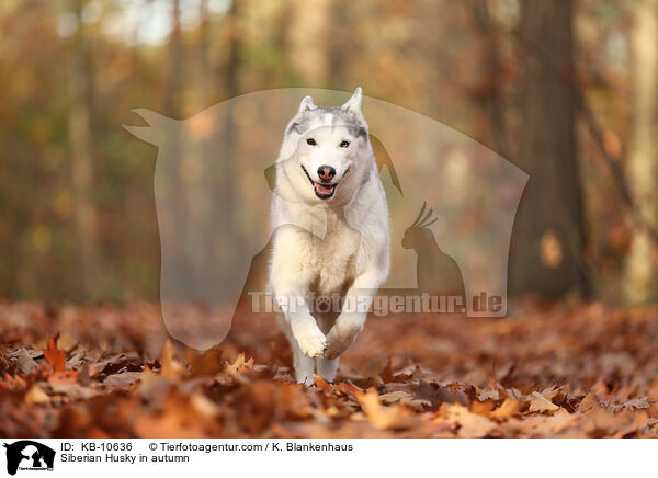 Siberian Husky in autumn / KB-10636