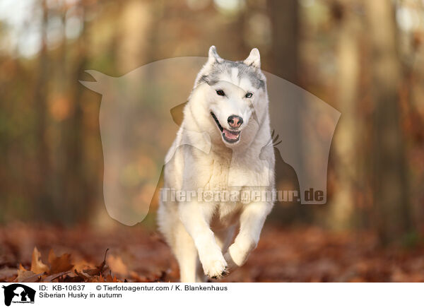 Siberian Husky in autumn / KB-10637