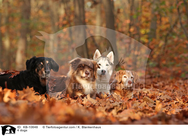 4 dogs / KB-10648