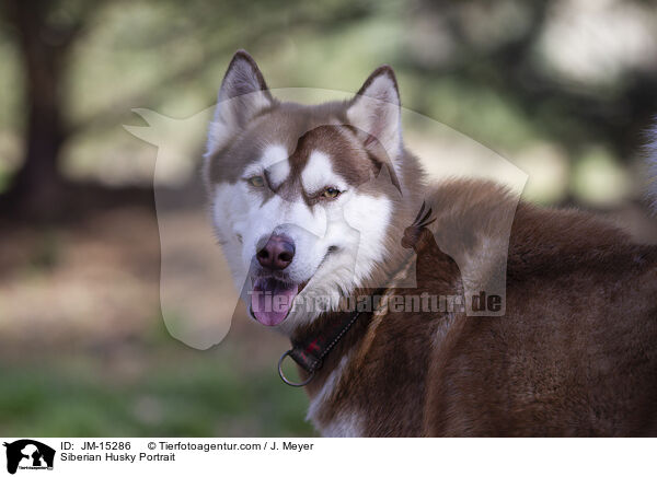 Siberian Husky Portrait / JM-15286