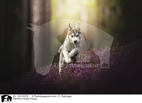Siberian Husky Welpe / Siberian Husky Puppy / CF-01576