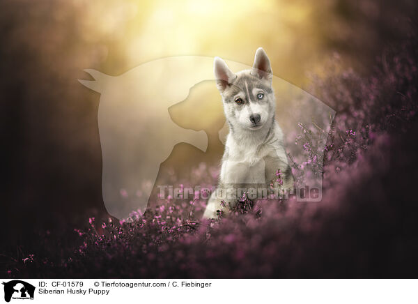 Siberian Husky Welpe / Siberian Husky Puppy / CF-01579