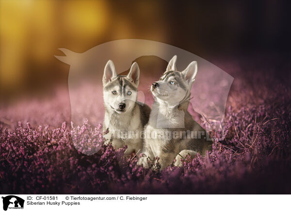 Siberian Husky Welpen / Siberian Husky Puppies / CF-01581