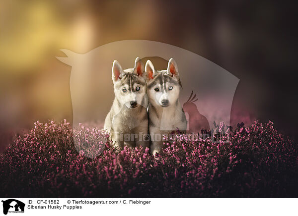 Siberian Husky Welpen / Siberian Husky Puppies / CF-01582