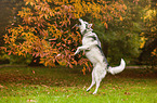 jumping Siberian Husky