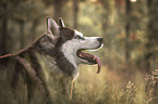 Siberian Husky Portrait
