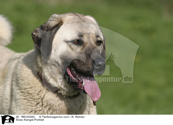 Sivas Kangal Portrait / RR-04560