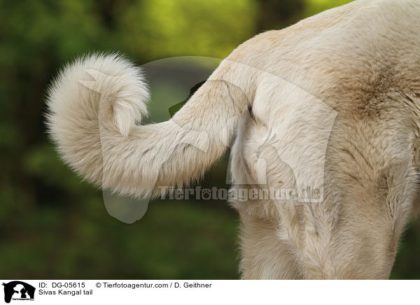 Sivas Kangal tail / DG-05615