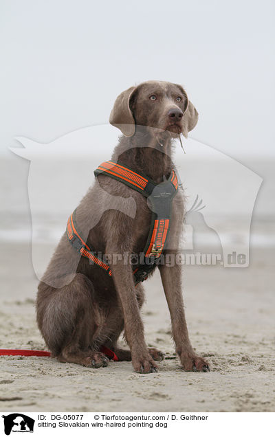 sitting Slovakian wire-haired pointing dog / DG-05077