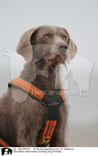 Slovakian wire-haired pointing dog Portrait / DG-05078