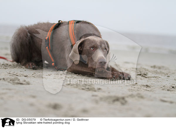 lying Slovakian wire-haired pointing dog / DG-05079