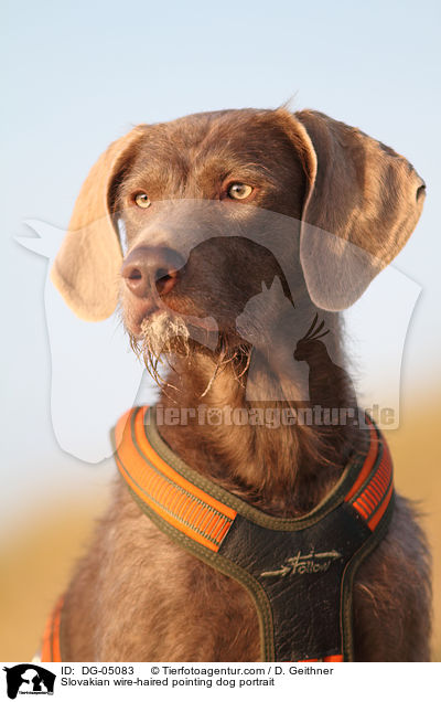 Slovakian wire-haired pointing dog portrait / DG-05083