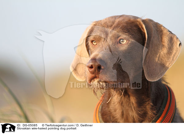 Slovakian wire-haired pointing dog portrait / DG-05085