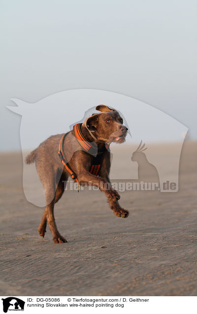 running Slovakian wire-haired pointing dog / DG-05086