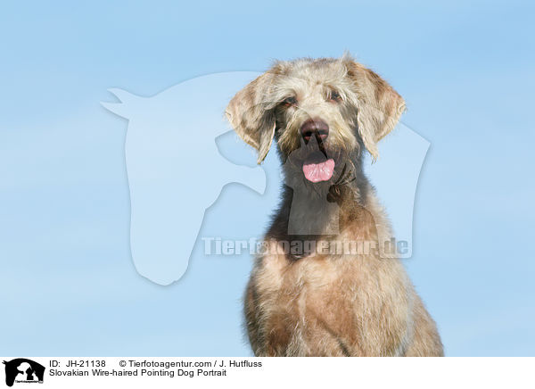 Slovakian Wire-haired Pointing Dog Portrait / JH-21138