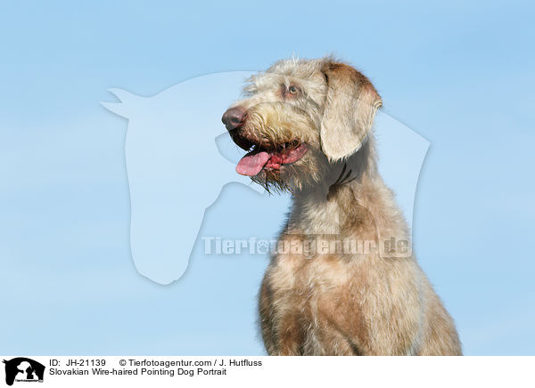 Slovakian Wire-haired Pointing Dog Portrait / JH-21139