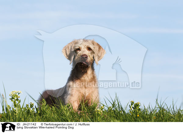 lying Slovakian Wire-haired Pointing Dog / JH-21142