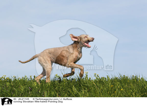 running Slovakian Wire-haired Pointing Dog / JH-21145