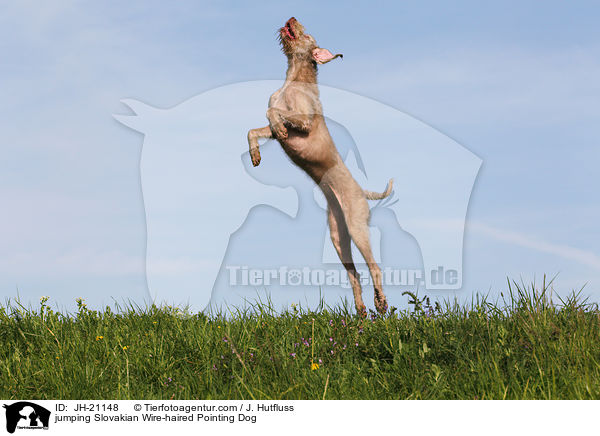 jumping Slovakian Wire-haired Pointing Dog / JH-21148