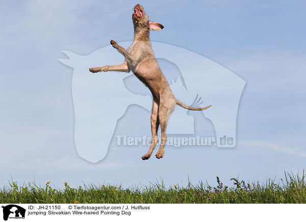 jumping Slovakian Wire-haired Pointing Dog / JH-21150