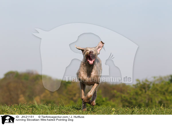 running Slovakian Wire-haired Pointing Dog / JH-21151