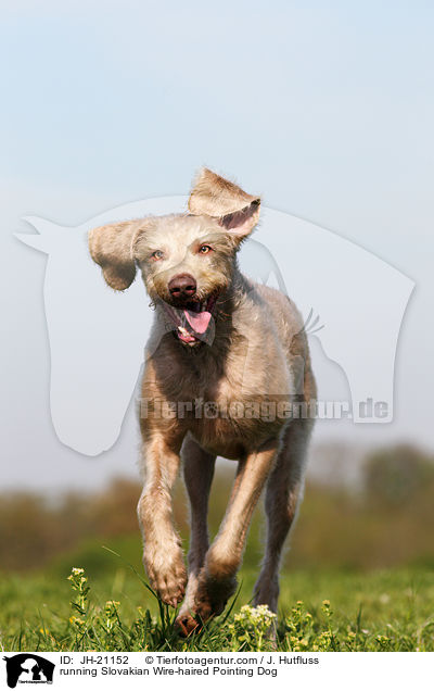 running Slovakian Wire-haired Pointing Dog / JH-21152