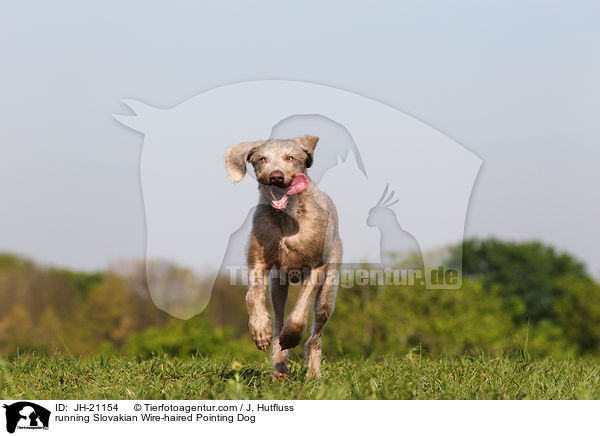 running Slovakian Wire-haired Pointing Dog / JH-21154