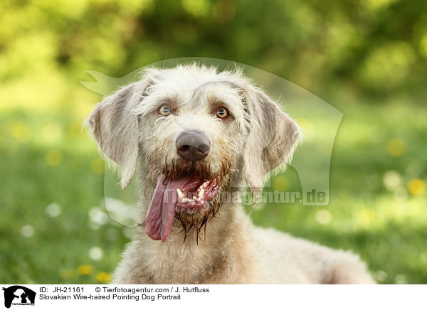 Slovakian Wire-haired Pointing Dog Portrait / JH-21161