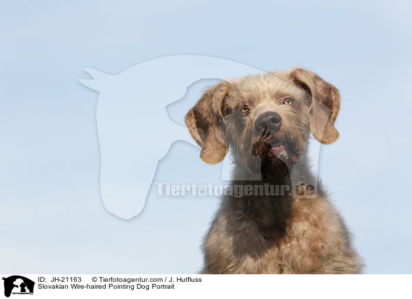 Slovakian Wire-haired Pointing Dog Portrait / JH-21163