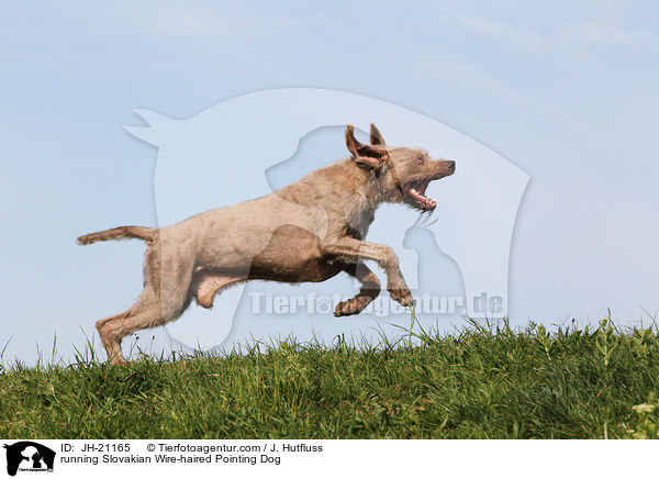 running Slovakian Wire-haired Pointing Dog / JH-21165