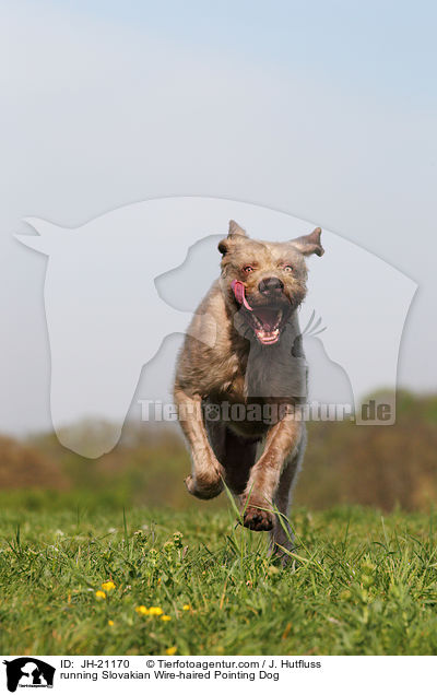 running Slovakian Wire-haired Pointing Dog / JH-21170