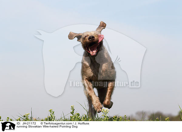 running Slovakian Wire-haired Pointing Dog / JH-21172