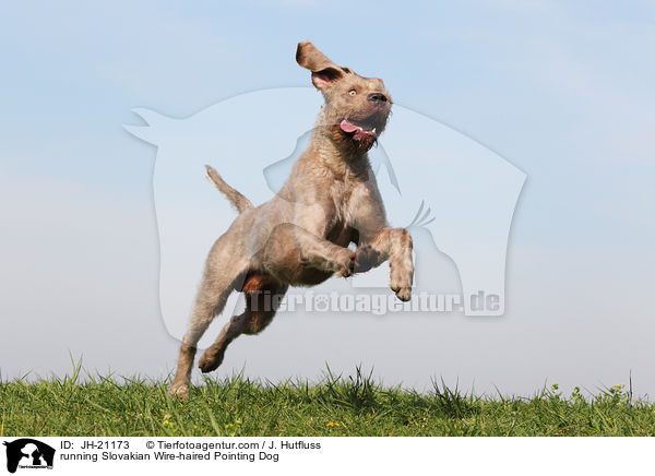 running Slovakian Wire-haired Pointing Dog / JH-21173