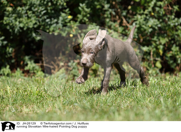 running Slovakian Wire-haired Pointing Dog puppy / JH-26129