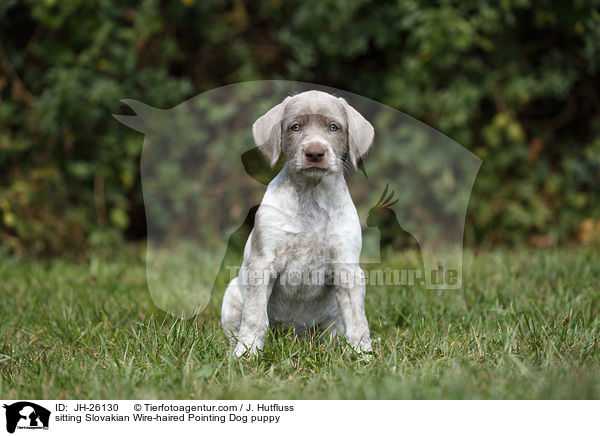 sitting Slovakian Wire-haired Pointing Dog puppy / JH-26130