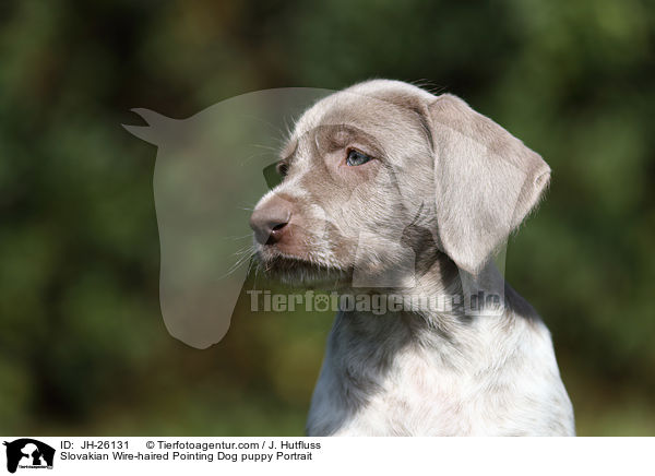 Slovakian Wire-haired Pointing Dog puppy Portrait / JH-26131