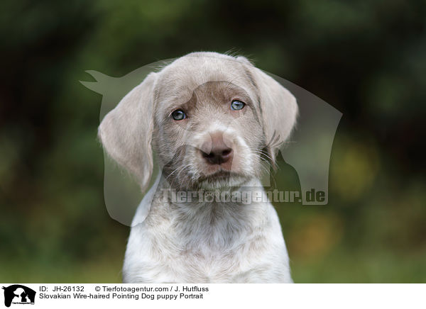 Slovakian Wire-haired Pointing Dog puppy Portrait / JH-26132