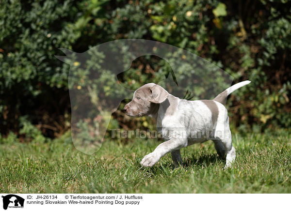 running Slovakian Wire-haired Pointing Dog puppy / JH-26134