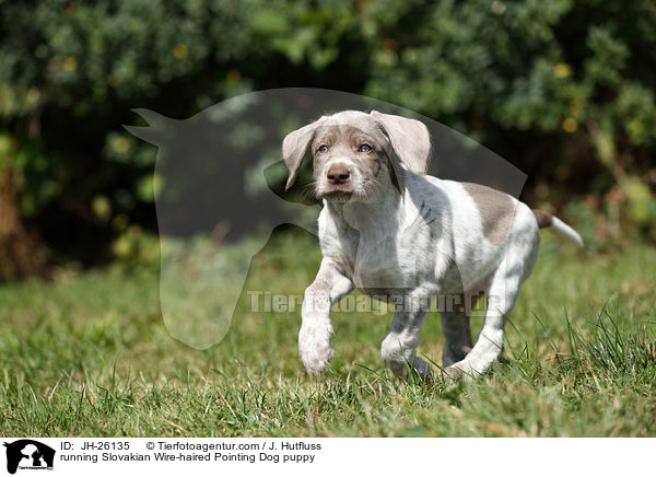 running Slovakian Wire-haired Pointing Dog puppy / JH-26135