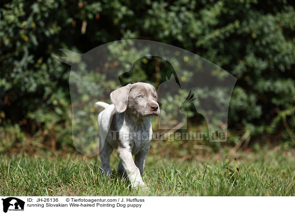 running Slovakian Wire-haired Pointing Dog puppy / JH-26136