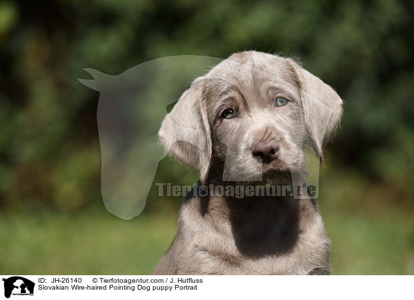 Slovakian Wire-haired Pointing Dog puppy Portrait / JH-26140