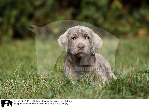 lying Slovakian Wire-haired Pointing Dog puppy / JH-26141