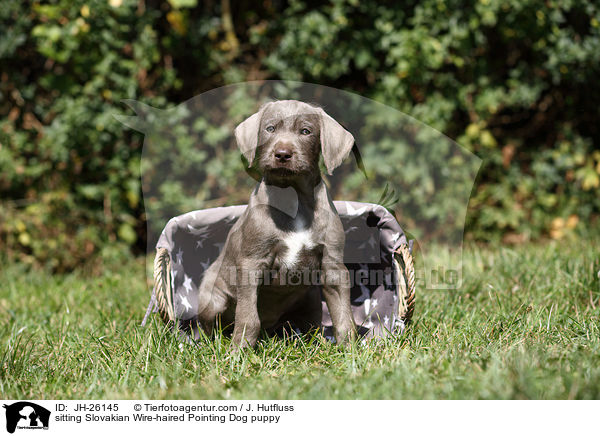 sitting Slovakian Wire-haired Pointing Dog puppy / JH-26145